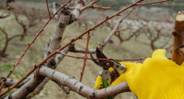 Jak omladit jabloň - popis technologie